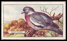 37GB Wood Pigeon.jpg